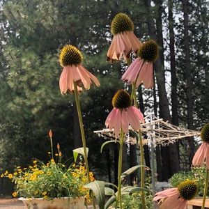 Meet your Posher, Sandy